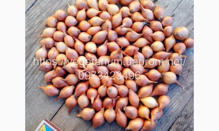 Севок лука штутгарт 1-1 для продажи - фото № 3