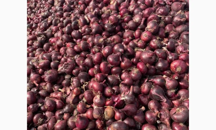 Цибуля червона з Єгипту на продажу - фото № 1