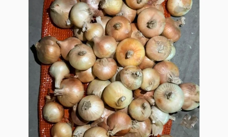 Цибуля жовта Єгипет в упаковках по 10 кг та 25 кг - фото № 1