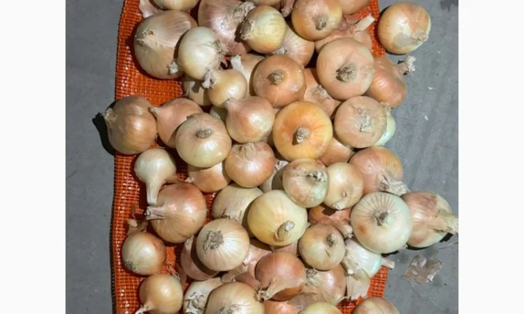 Цибуля жовта Єгипет в упаковках по 10 кг та 25 кг - фото № 3