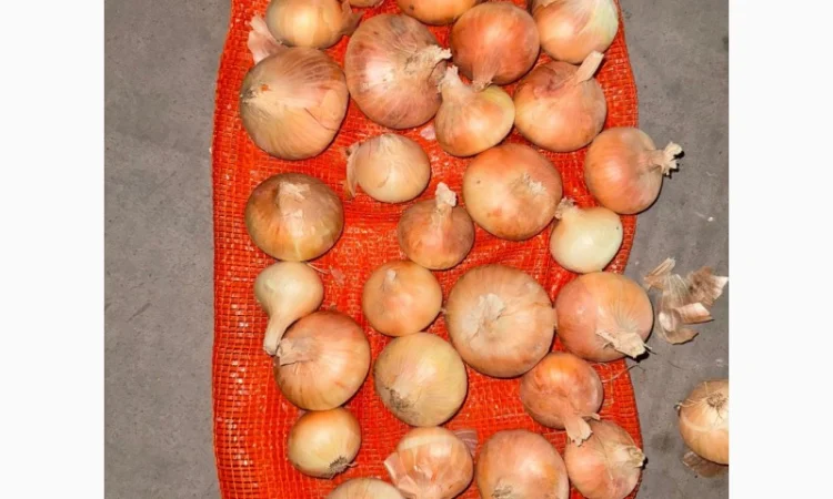 Цибуля жовта Єгипет в упаковках по 10 кг та 25 кг - фото № 4