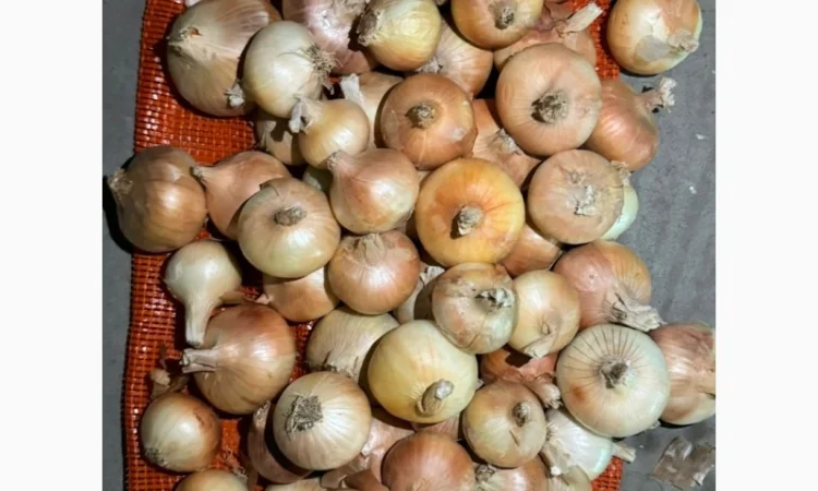 Цибуля жовта Єгипет в упаковках по 10 кг та 25 кг - фото № 5