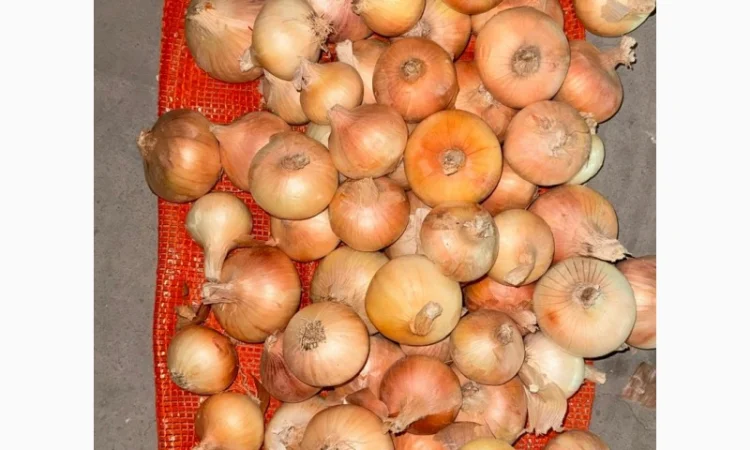 Цибуля жовта Єгипет в упаковках по 10 кг та 25 кг - фото № 6