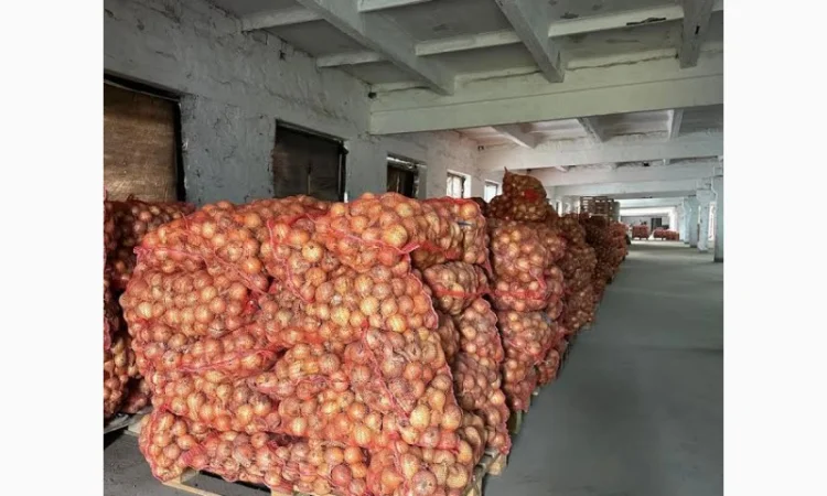 Продаж цибулі сорту Амфора - фото № 1