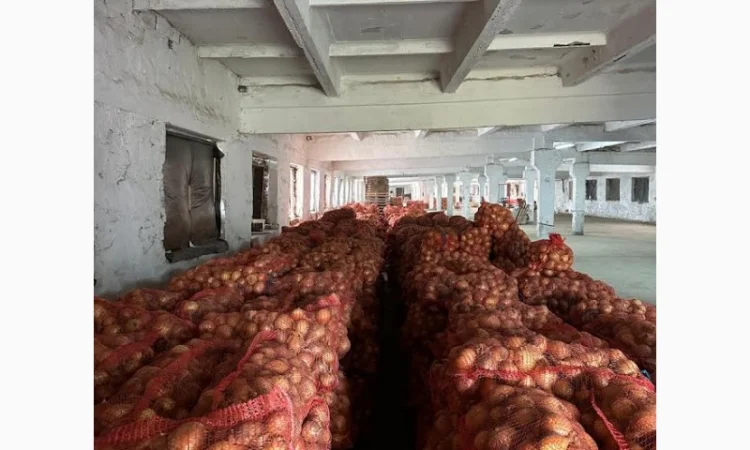 Продаж цибулі сорту Амфора - фото № 2