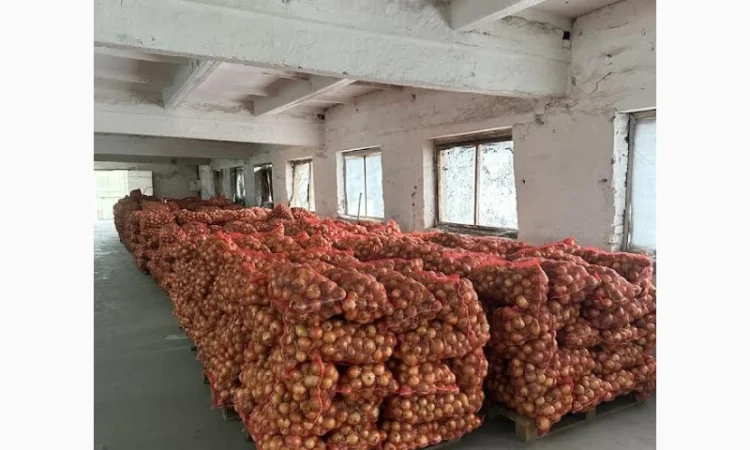 Продаж цибулі сорту Амфора - фото № 3