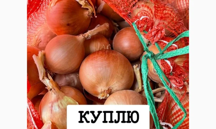 Закупівля цибулі оптом у Київській області - фото № 1