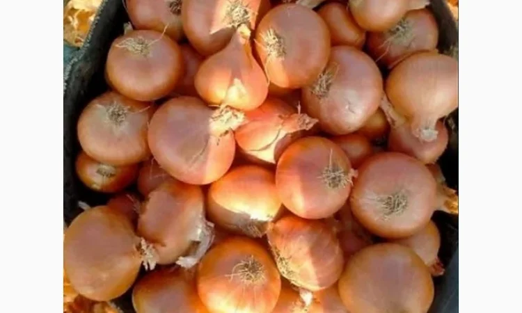 Закупівля цибулі оптом у Київській області - фото № 3