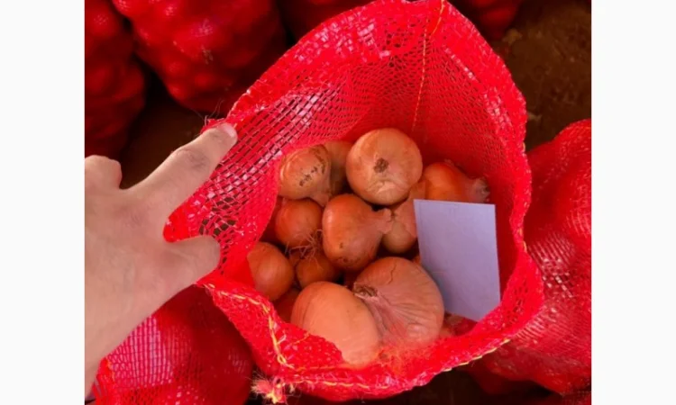 Закупівля цибулі оптом у Київській області - фото № 4