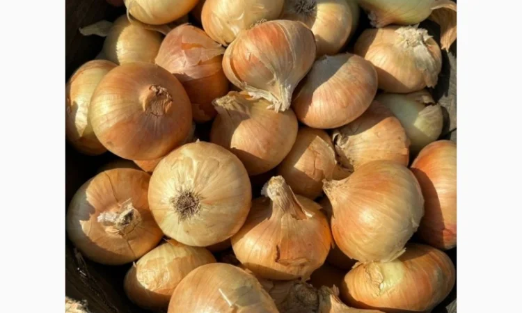 Закупівля цибулі оптом у Київській області - фото № 5
