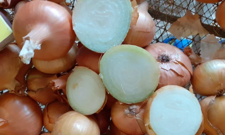 Закупівля цибулі оптом у Київській області - фото № 7