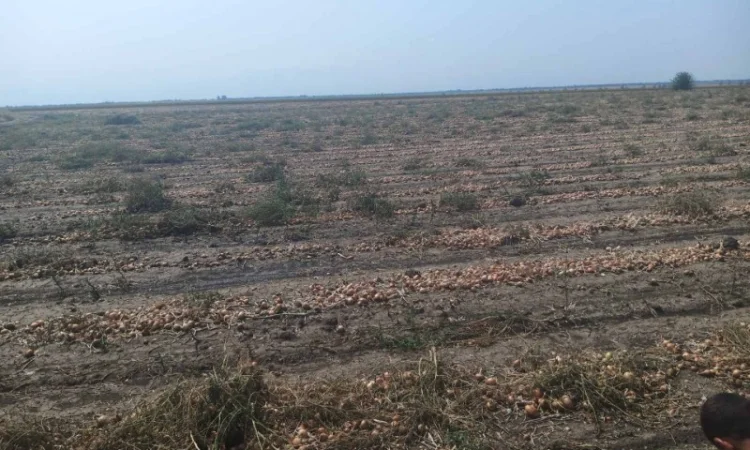 Закупівля цибулі оптом у Київській області - фото № 8