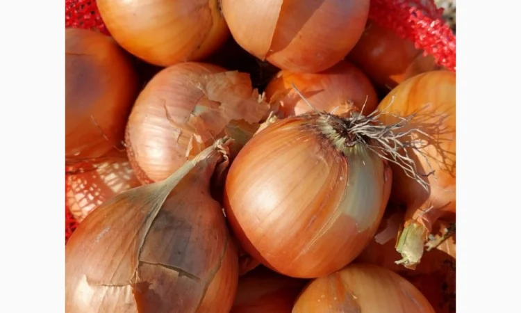 Продаж цибулі оптом - фото № 1