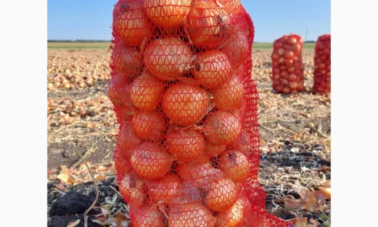 Продаж цибулі оптом - фото № 2