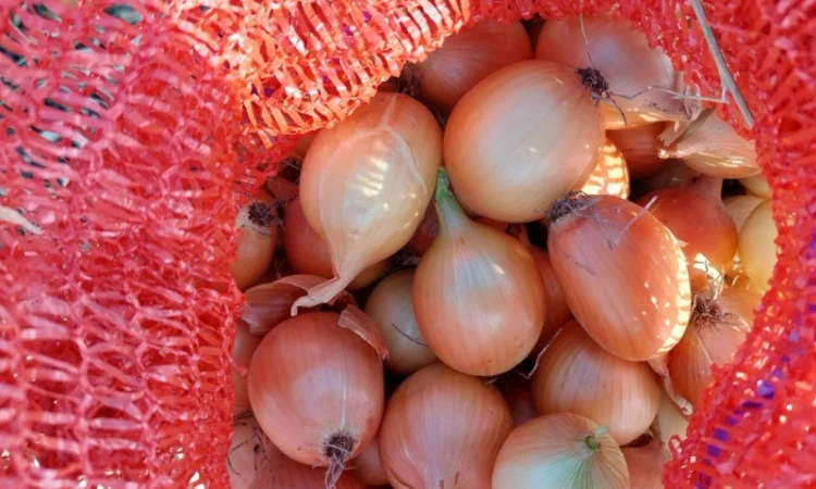 Продаж цибулі оптом - фото № 3