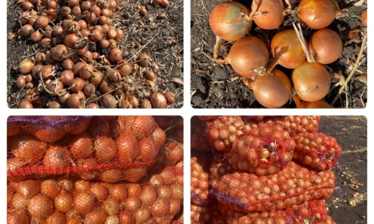 Продаж цибулі оптом - фото № 4