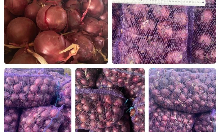 Цибуля оптом фіолетова, червона, МАРС, Харків - фото № 2