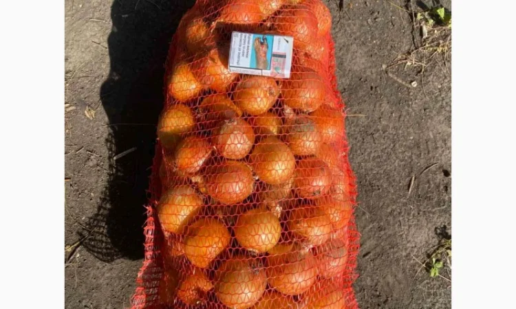 Лук репчатый, золотистый сорт на продажу - фото № 5