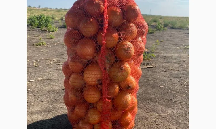 Лук репчатый, золотистый сорт на продажу - фото № 6