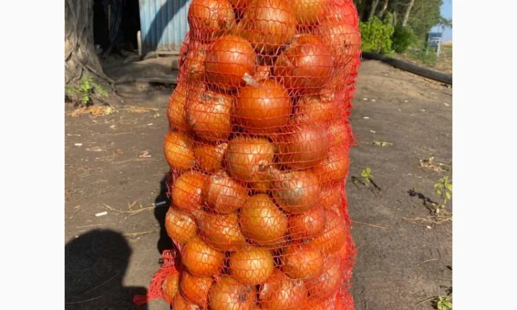 Лук репчатый, золотистый сорт на продажу - фото № 1