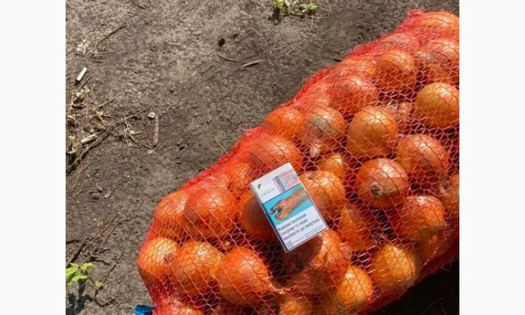 Лук репчатый, золотистый сорт на продажу - фото № 2