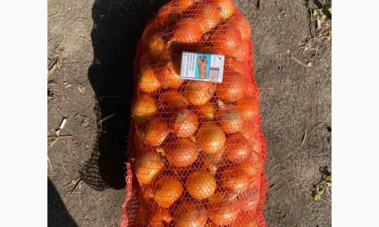 Лук репчатый, золотистый сорт на продажу - фото № 3