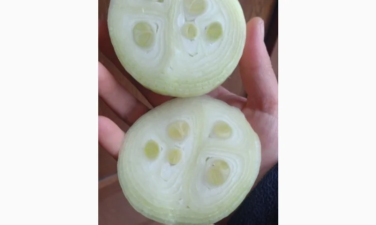 Якісний лук Штутгарт на перо - фото № 4