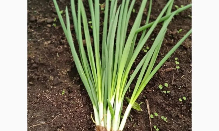 Якісний лук Штутгарт на перо - фото № 5