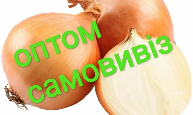 Закупівля молодого лука оптом - фото № 1