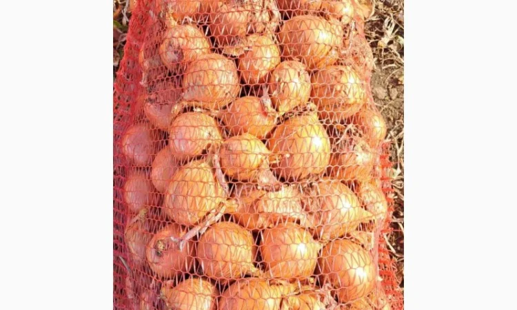 Фазований лук сорт Медуза на продажу - фото № 1