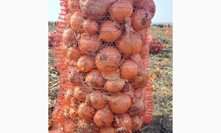 Фазований лук сорт Медуза на продажу - фото № 2