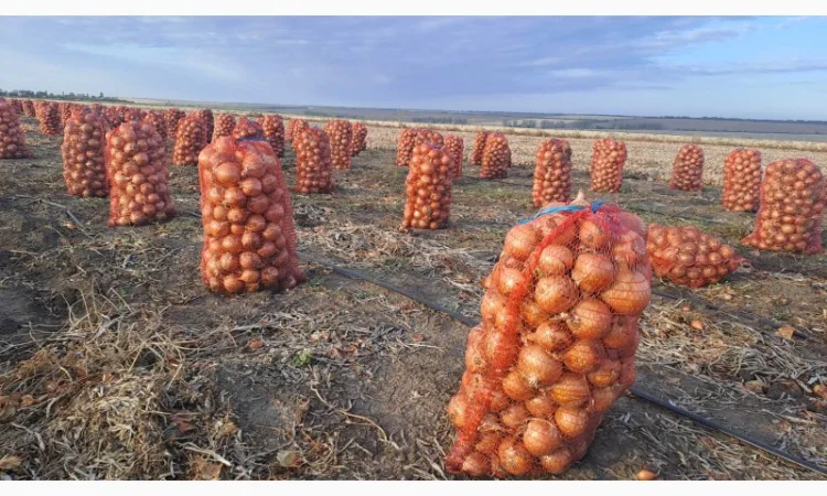Фазований лук сорт Медуза на продажу - фото № 3