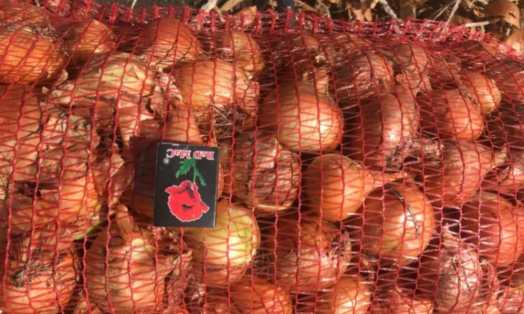 Продам лук Штутгартен Ризен на перо - фото № 1