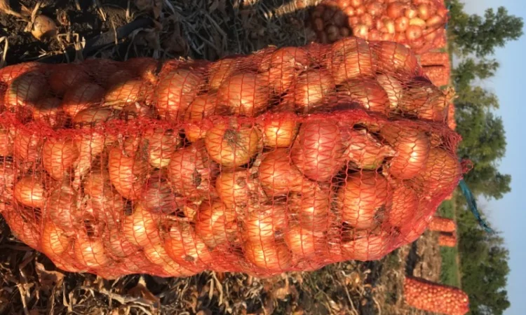 Продам лук Штутгартен Ризен на перо - фото № 2