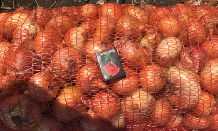 Продам лук Штутгартен Ризен на перо - фото № 3