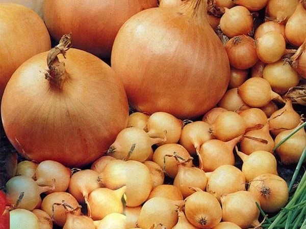 Лук-севок "Штутгартер ризен" Голандия - фото № 1