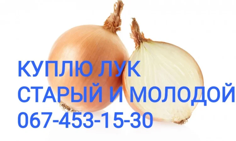 Куплю цибулю Об'эм - фото № 1