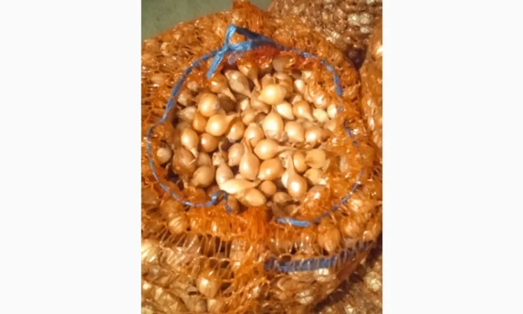 Продам лук-севок - фото № 1