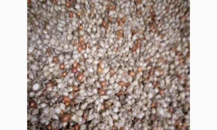 Продам лук-севок - фото № 4