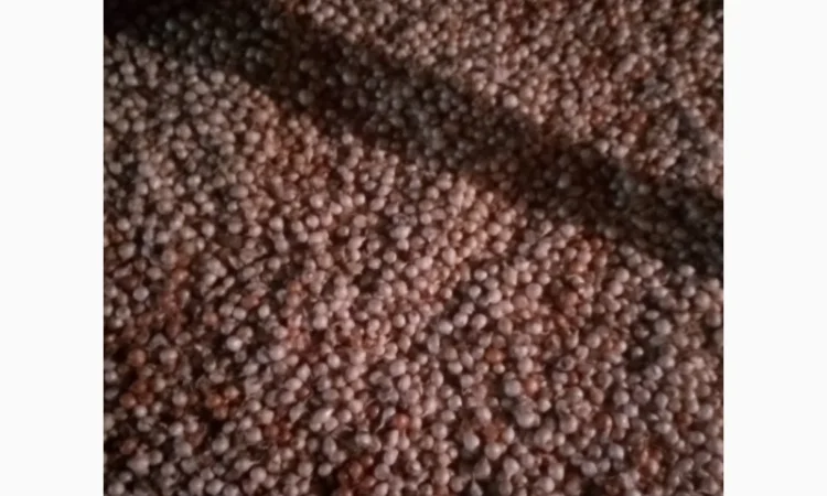 Продам лук-севок - фото № 5