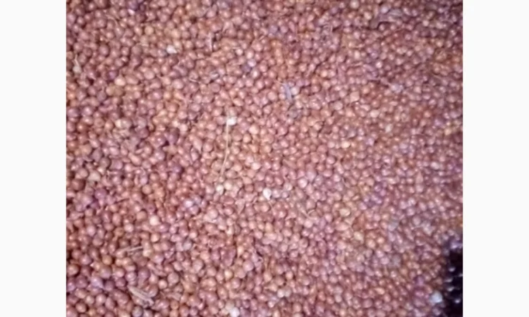 Продам лук-севок - фото № 6