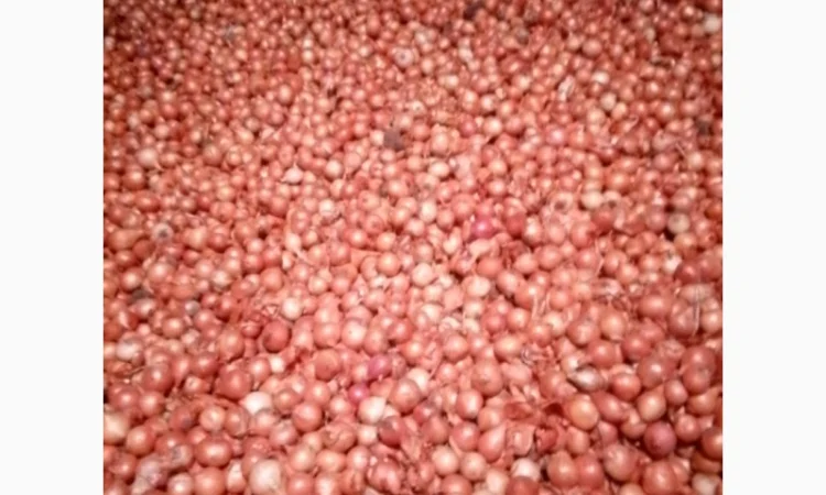 Продам лук-севок - фото № 7