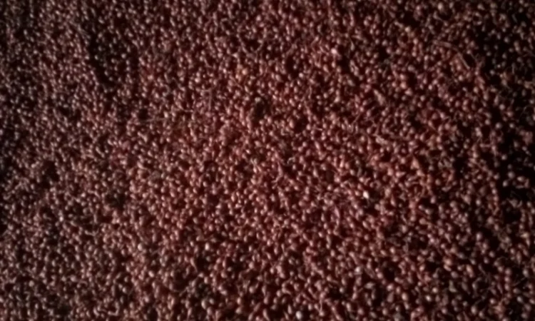 Продам лук-севок - фото № 8