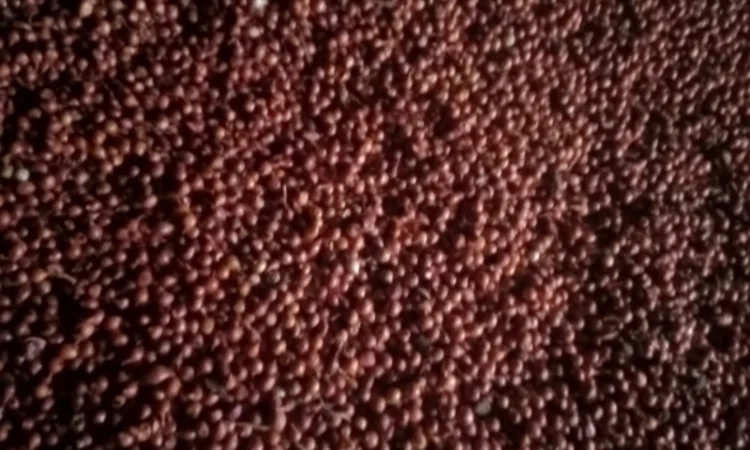 Продам лук-севок - фото № 9