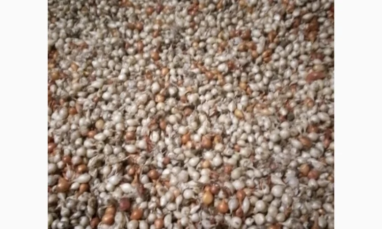 Продам лук-севок - фото № 10