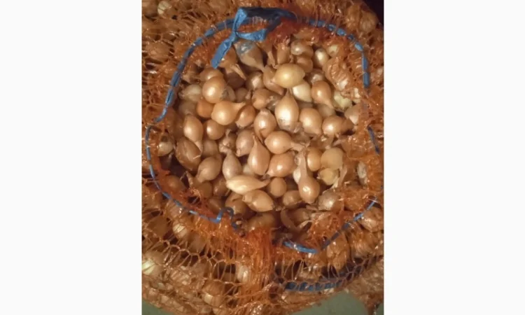 Продам лук-севок - фото № 2