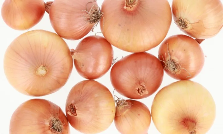 Цибуля Штутгартен фракція 2,5-6 см - фото № 1