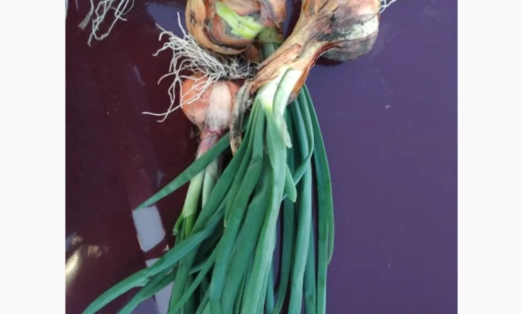 Продажа лука на перо Штутгартен Ризен - фото № 1