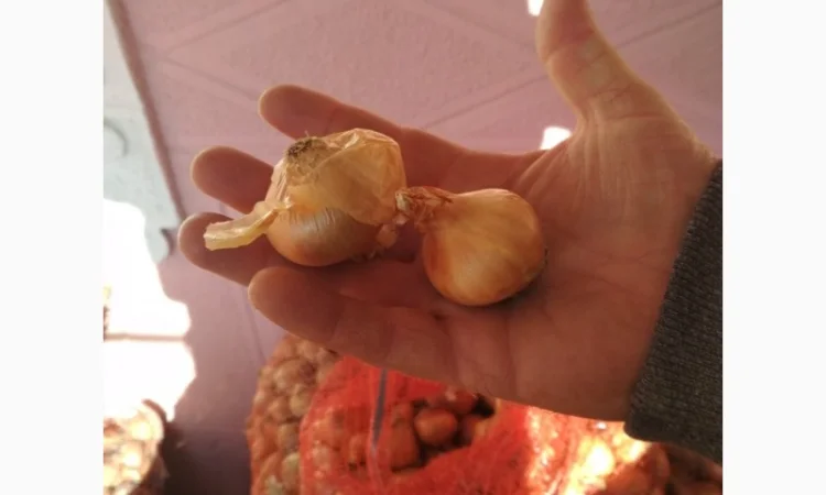 Продажа лука на перо Штутгартен Ризен - фото № 2