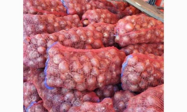 Продаж Цибули Гуртом, Сорт Легенд - фото № 1